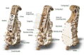 Hračka Ugears 3D mechanické puzzle - Kontrabas 292 ks, 10004
