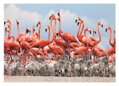 Hračka Dino Puzzle Plameniaky 500 dielov, 1