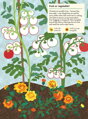 Chronicle Books Kniha aktivít so samolepkami My nature V zeleninovej záhrade, 8, hry pre deti