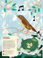 Chronicle Books Kniha aktivít so samolepkami my nature Vtáky sveta, 8, hry pre deti