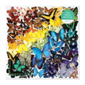 Galison Puzzle Dúhové motýle 500 dielikov, 1, hry pre deti