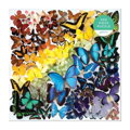 Hračka Galison Puzzle Dúhové motýle 500 dielikov, 1