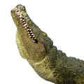 Mojo Krokodíl s kĺbovou čeľusťou, 5, hry pre deti