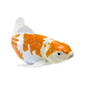 Mojo Kapor koi ochiba shigure