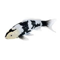 Mojo Kapor koi shiro utsuri
