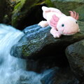Plyšový axolotl 33 cm ECO-FRIENDLY