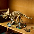 Dinosaurie fosílie: Triceratops