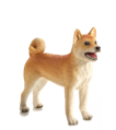 Mojo Pes Shiba Inu