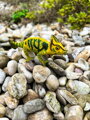 Mojo Chameleón