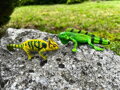 Mojo Chameleón