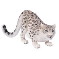 Mojo Snežný leopard