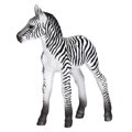 Mojo Zebra mláďa