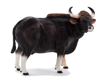 Mojo Gaur býk