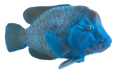 Mojo Groper modrý